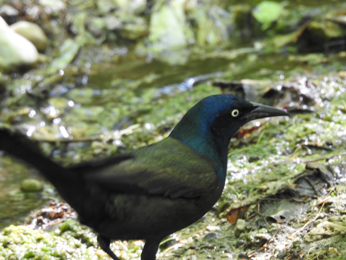 Common Grackle - Isaiah Craft