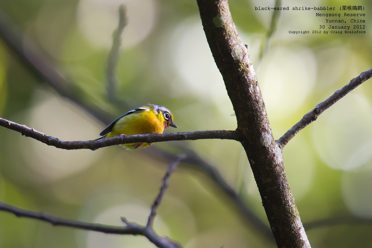 Black-eared Shrike-Babbler - ML56739561