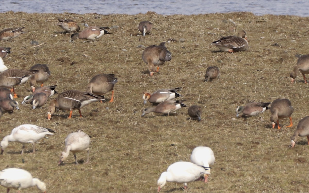 Eurasian x American Wigeon (hybrid) - Amy Clark Courtney