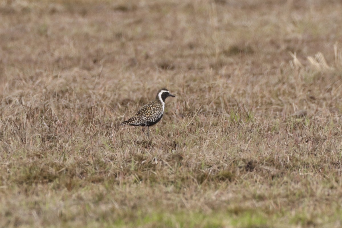 Pacific Golden-Plover - ML567396221