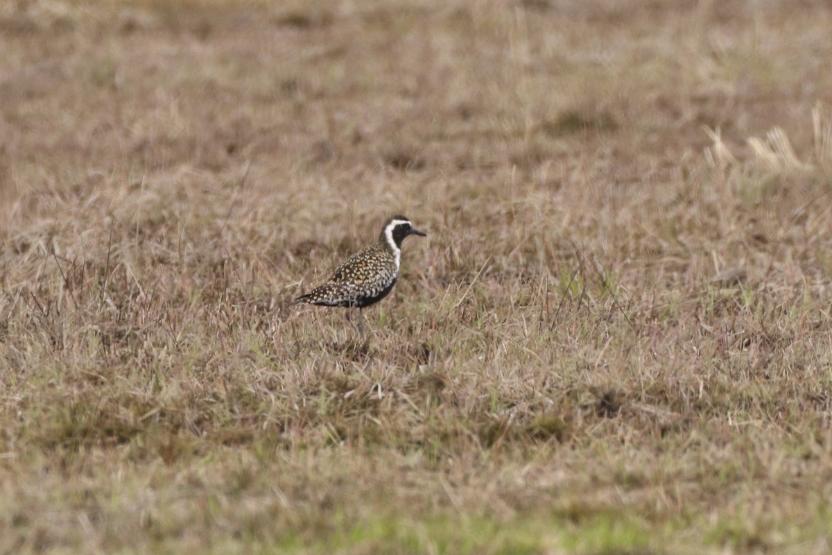 Pacific Golden-Plover - Amy Clark Courtney