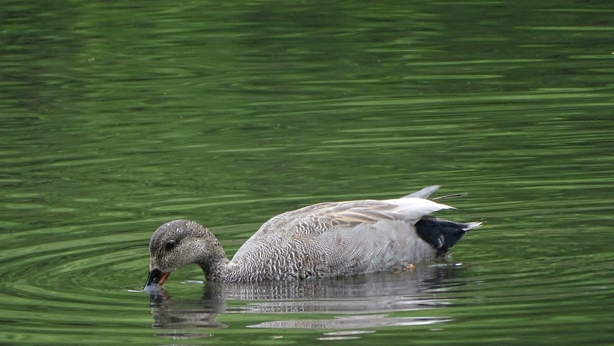 Бор нугас - ML567397041