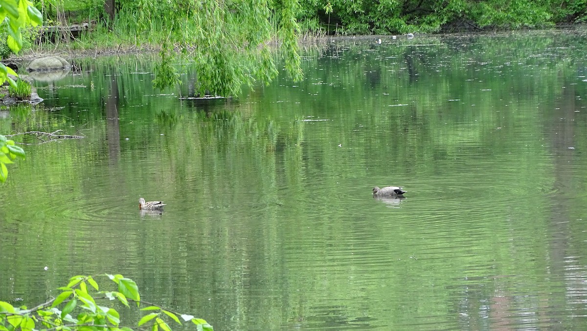 Бор нугас - ML567397081