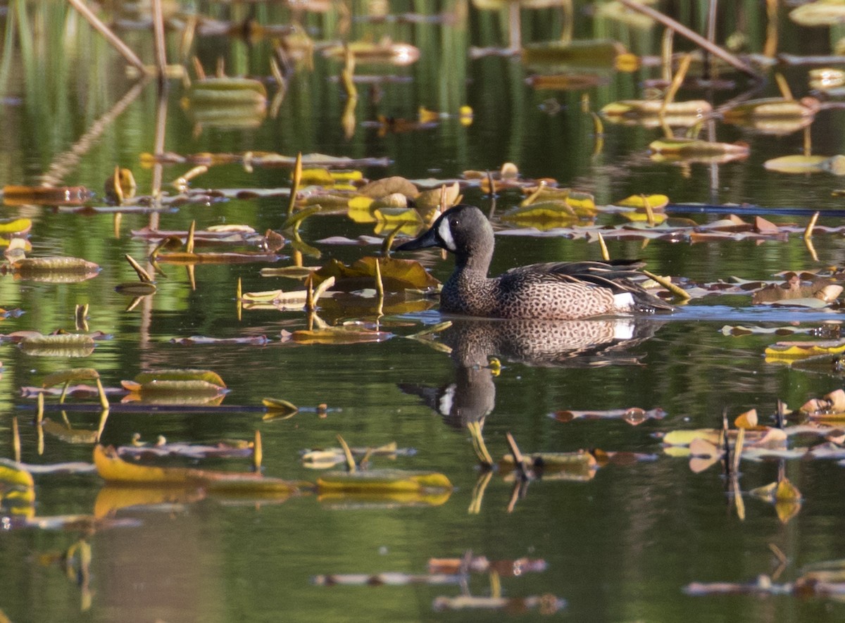 Blue-winged Teal - ML567397161