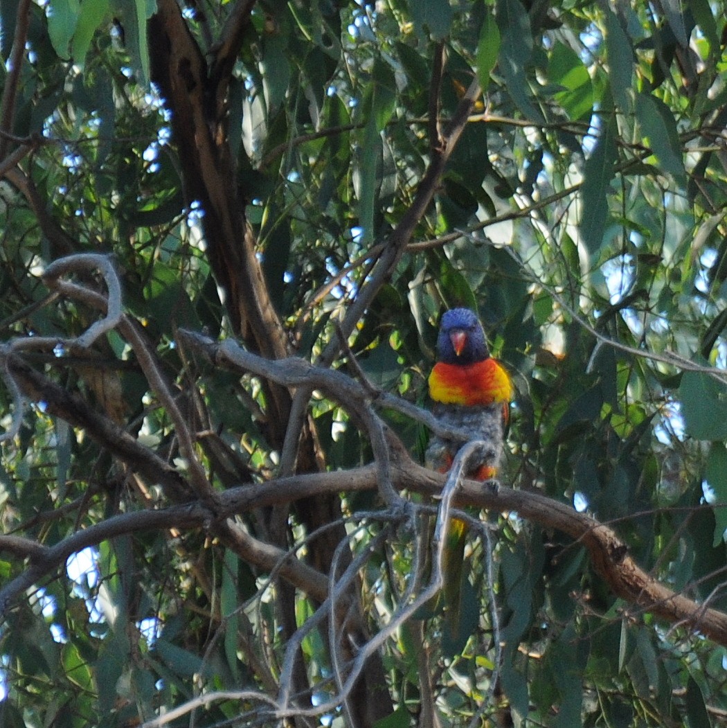 Rainbow Lorikeet - ML56739741