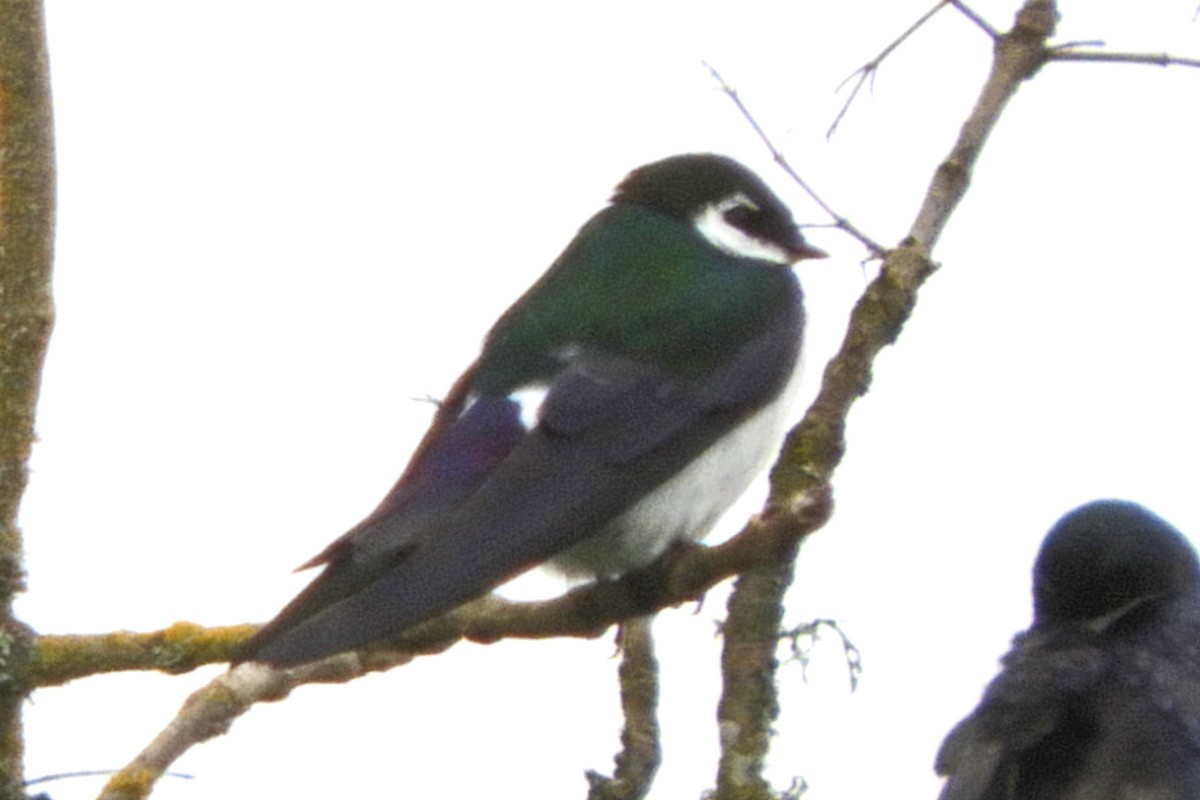 Violet-green Swallow - Georgia Gerrior