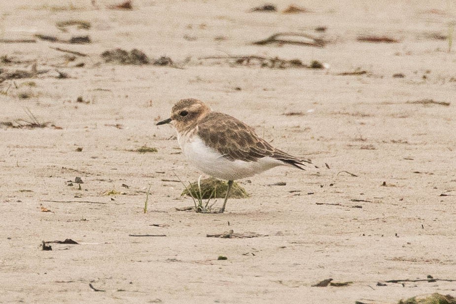 Double-banded Plover - ML56739841
