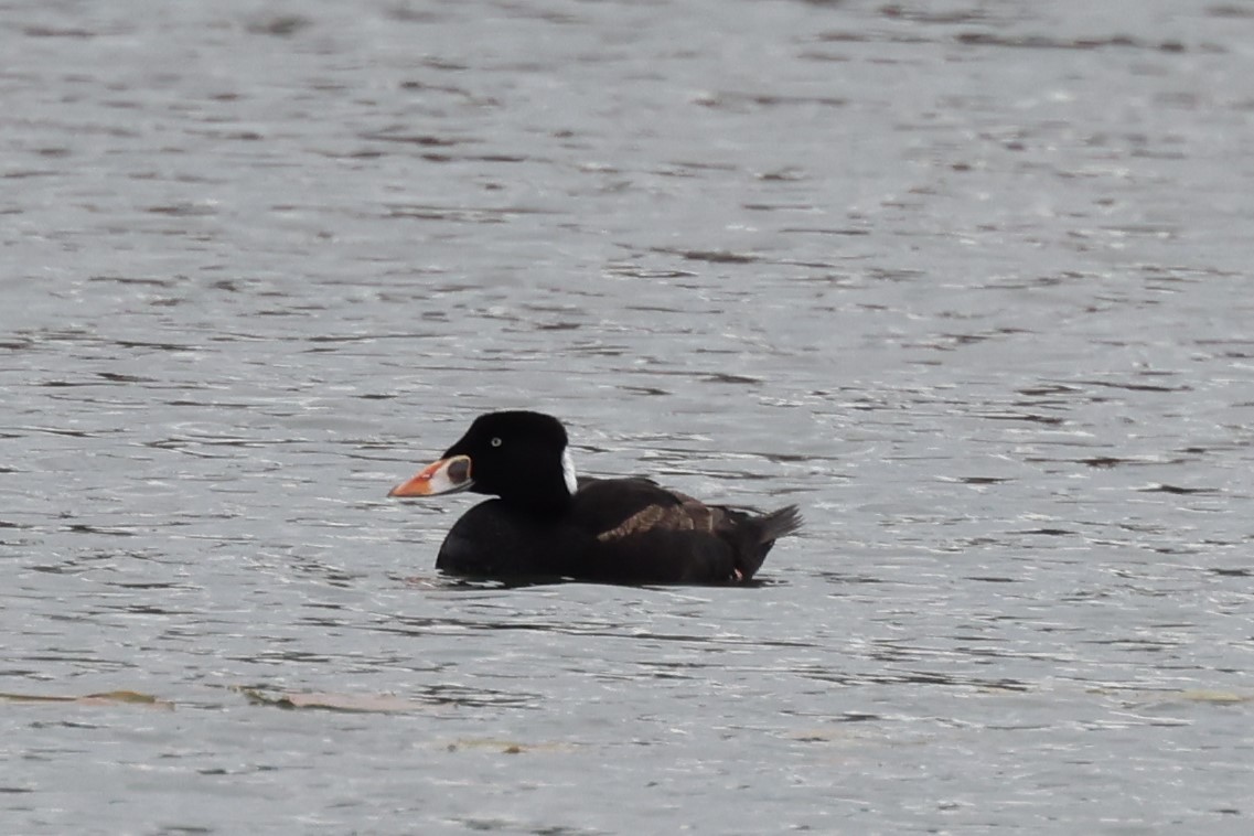 Surf Scoter - Charlie Kaars