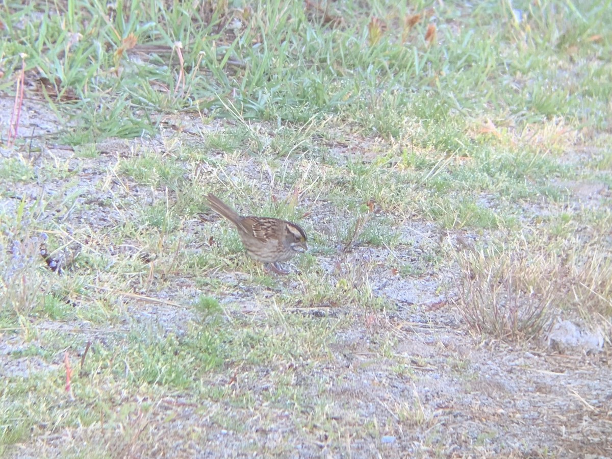 White-throated Sparrow - ML567399911