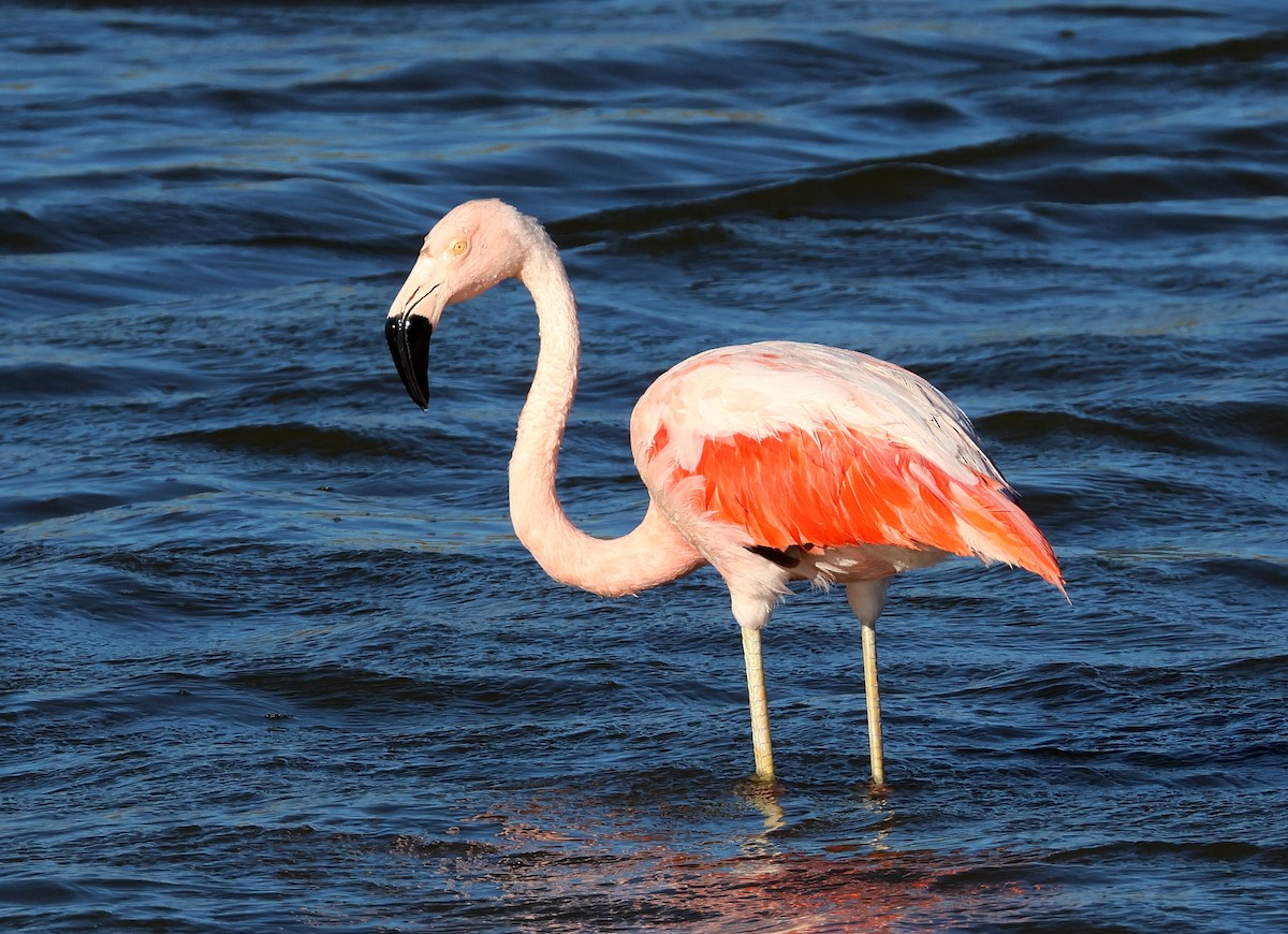 Chilean Flamingo - ML567401101