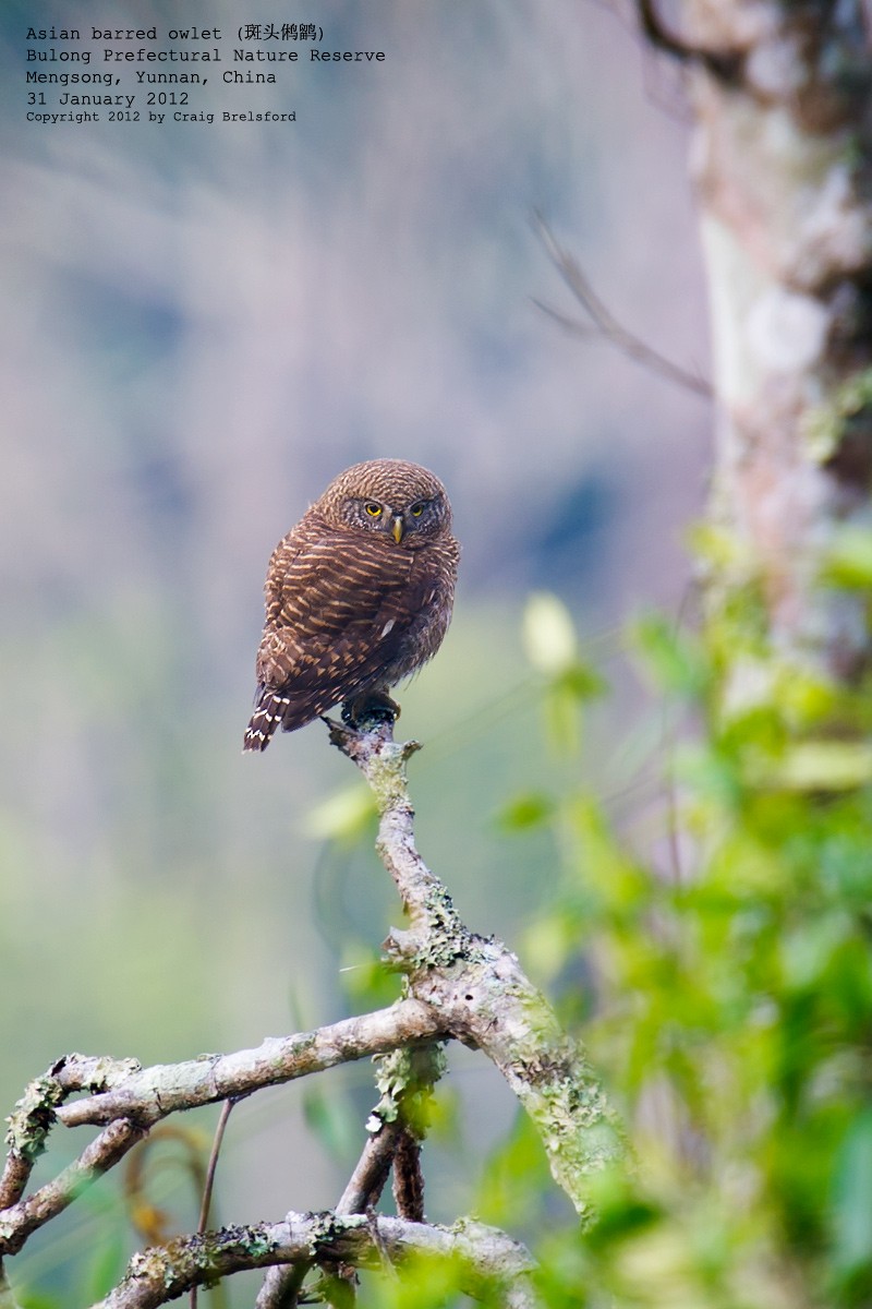 Asian Barred Owlet - ML56740111