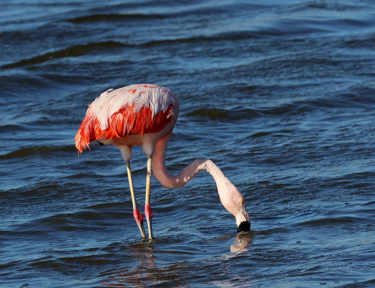 Chilean Flamingo - ML567401491