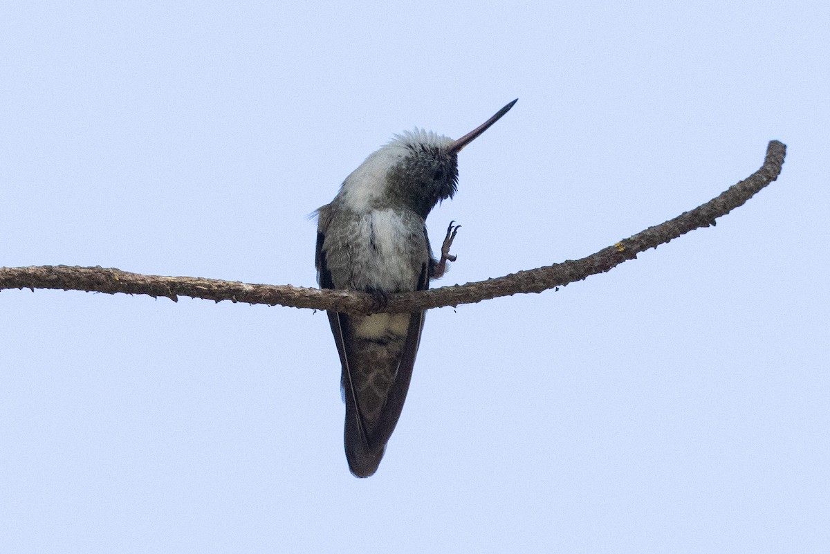 Azure-crowned Hummingbird - Eric VanderWerf