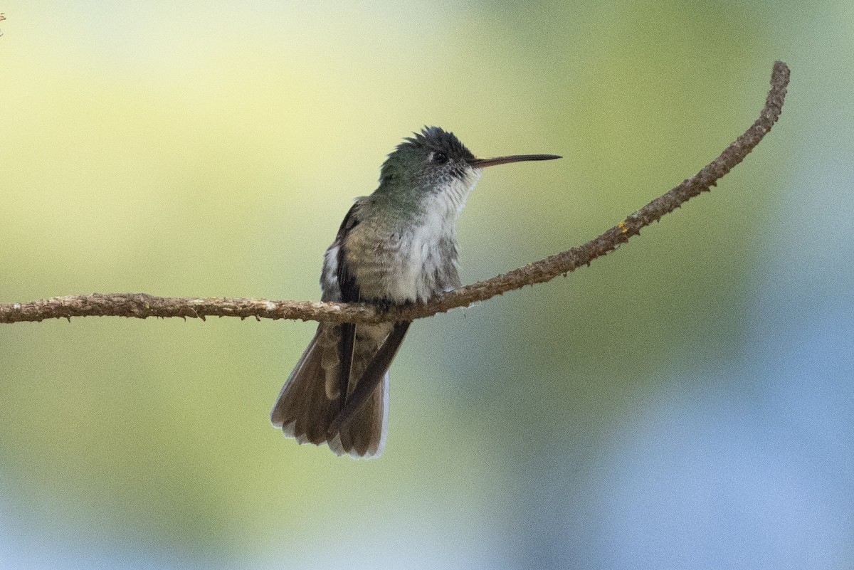 Azure-crowned Hummingbird - Eric VanderWerf