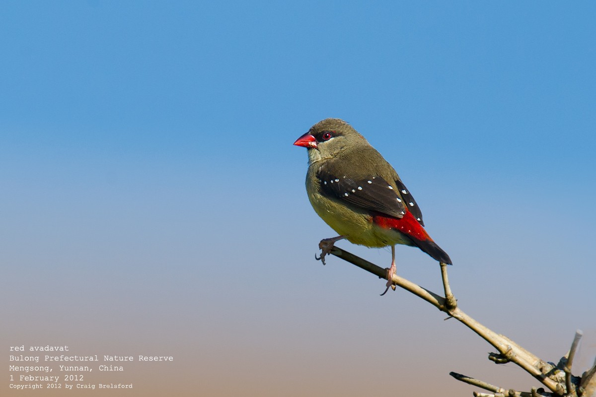 Red Avadavat - Craig Brelsford