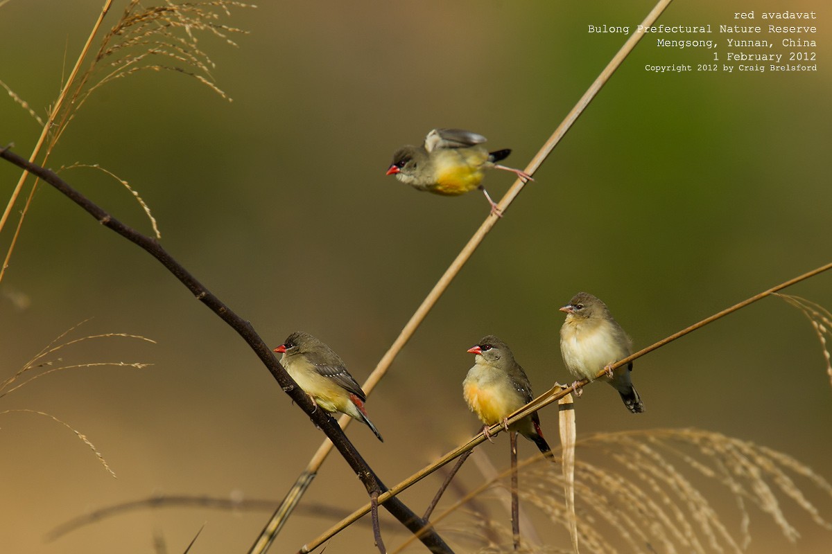 Red Avadavat - ML56740411