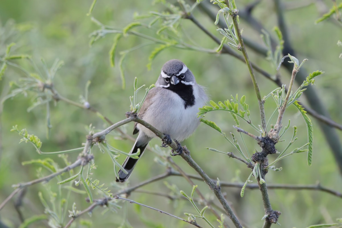 Black-throated Sparrow - Melissa Ludwig