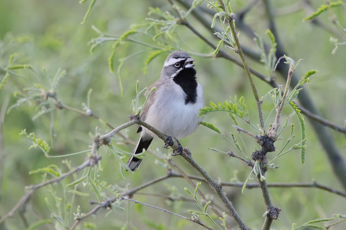 Black-throated Sparrow - ML567404791