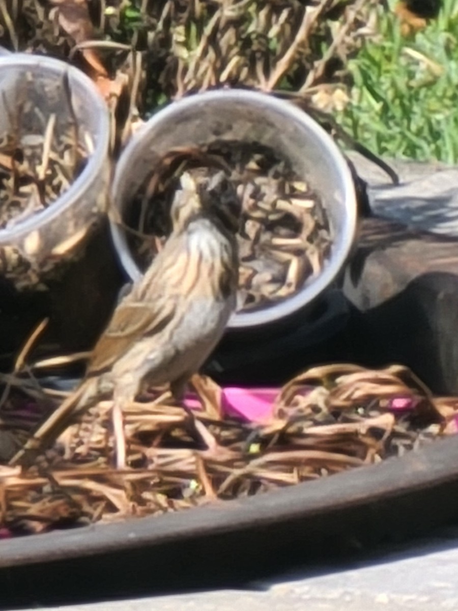 Lincoln's Sparrow - ML567405351