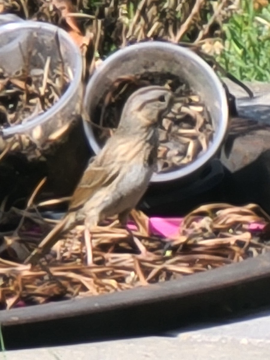 Lincoln's Sparrow - ML567405411