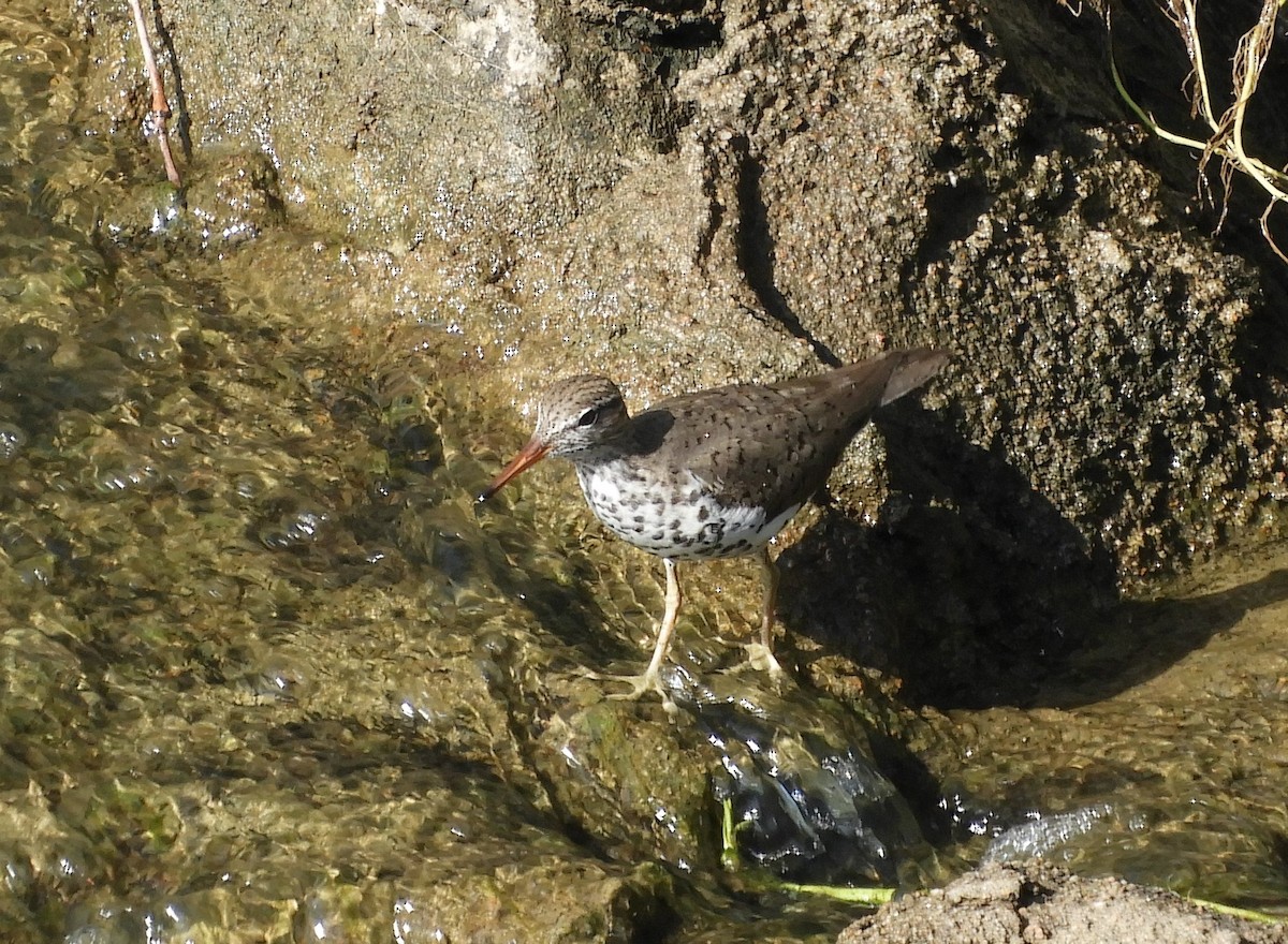 Spotted Sandpiper - ML567405711