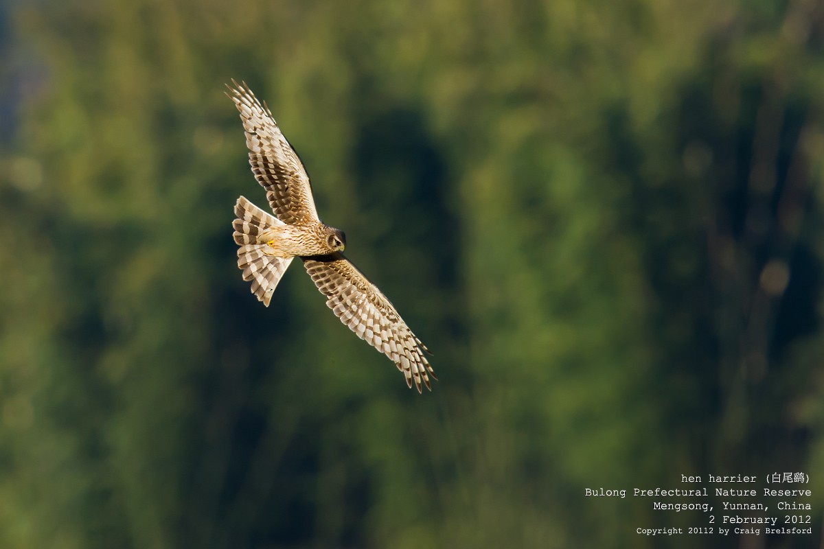 Hen Harrier - Craig Brelsford