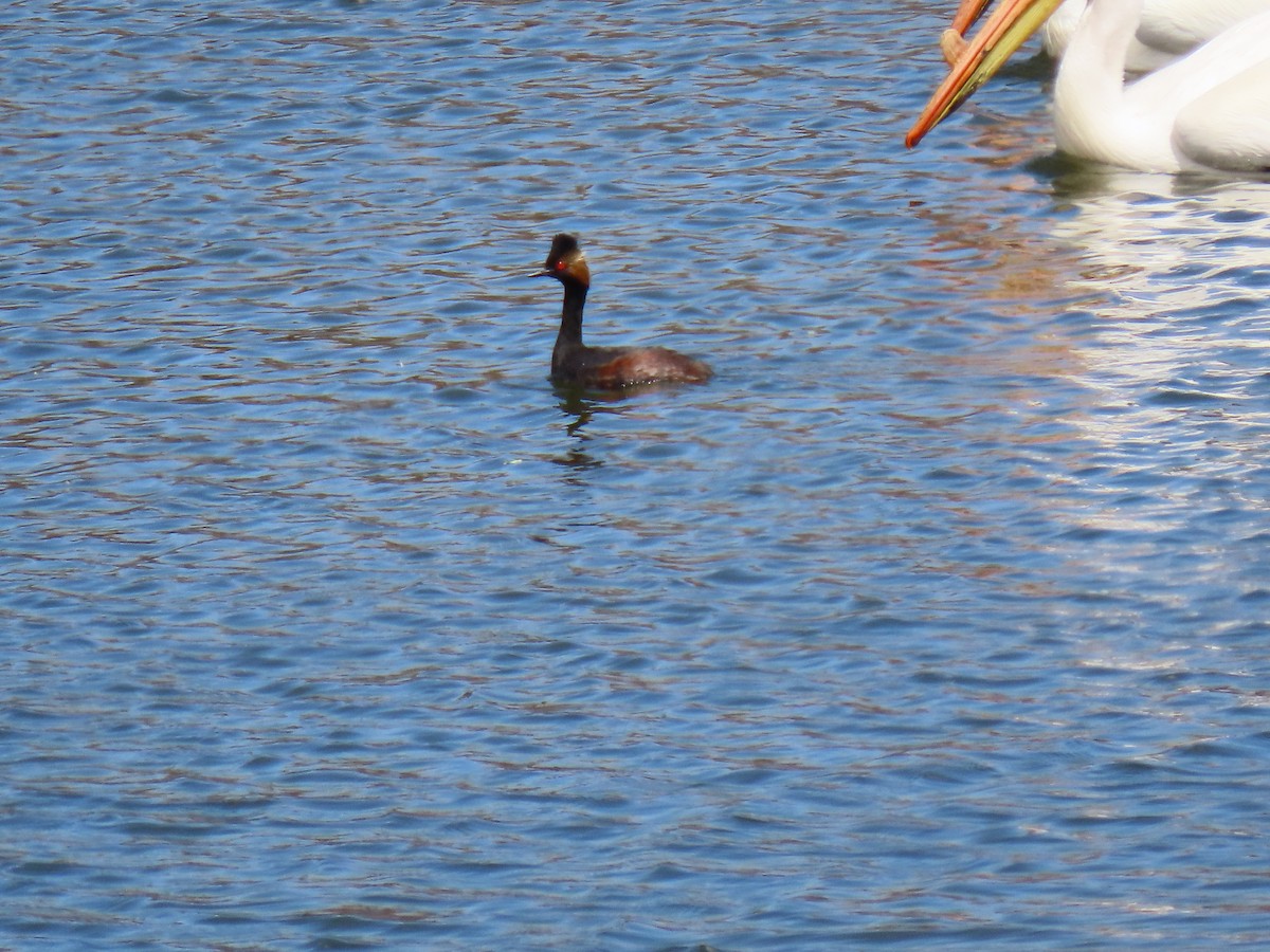 Eared Grebe - ML567407811