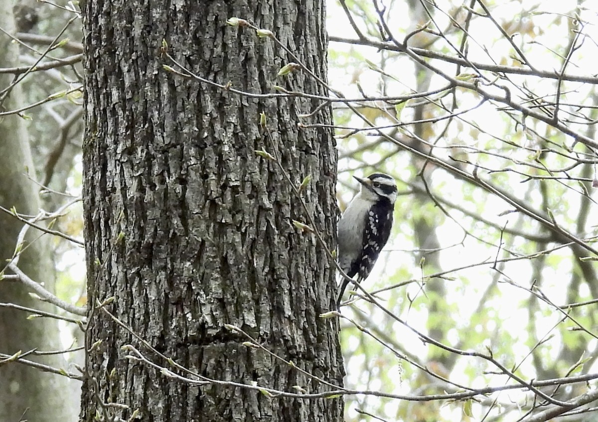 Downy Woodpecker - ML567408071