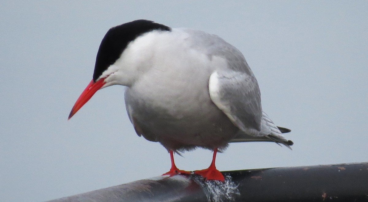 Common Tern - shelley seidman