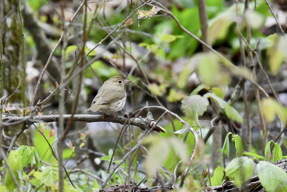 Paruline couronnée - ML567408191