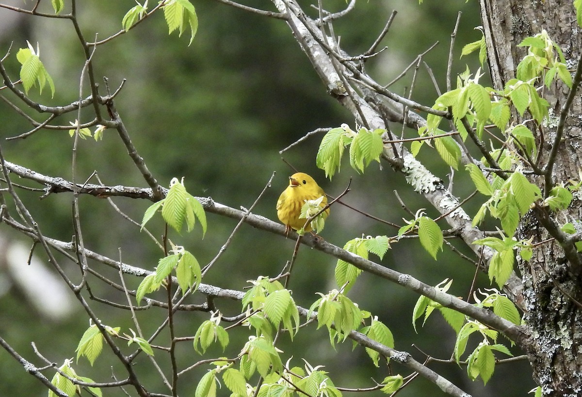 Yellow Warbler - ML567408271