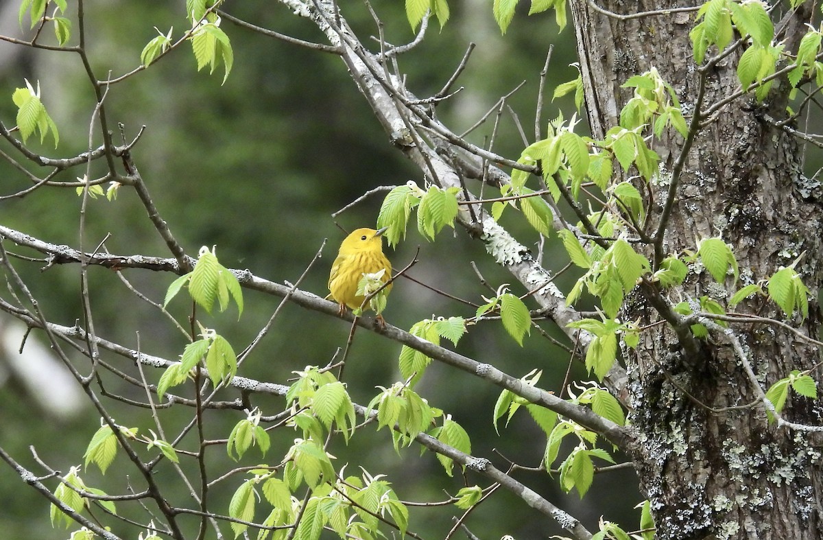 Yellow Warbler - ML567408281