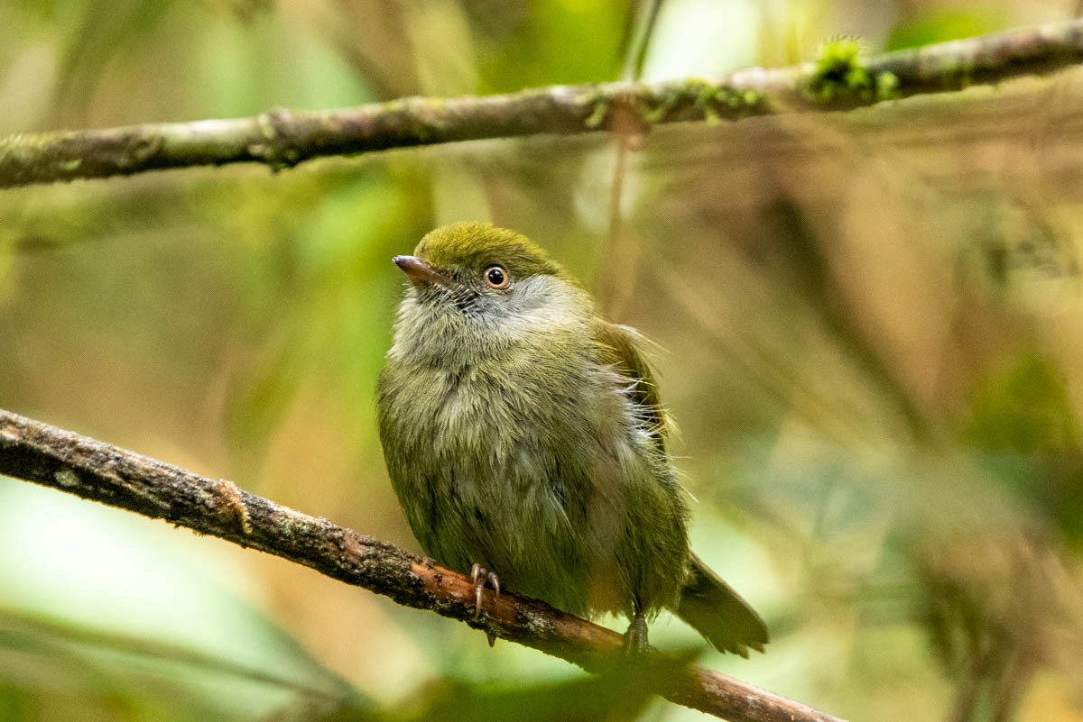 Pin-tailed Manakin - ML567408561