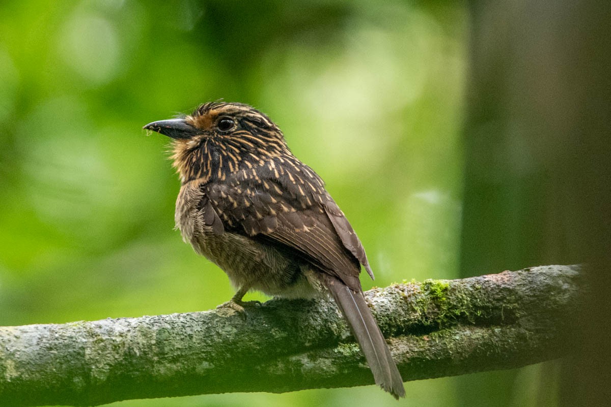 Crescent-chested Puffbird - ML567409121