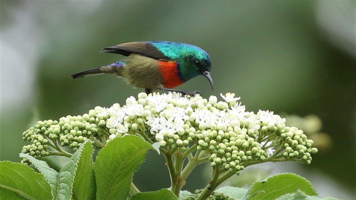 Northern Double-collared Sunbird - ML567410491