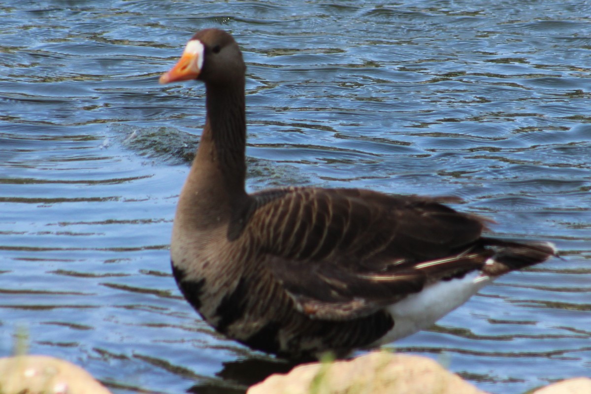Greater White-fronted Goose - ML567411931