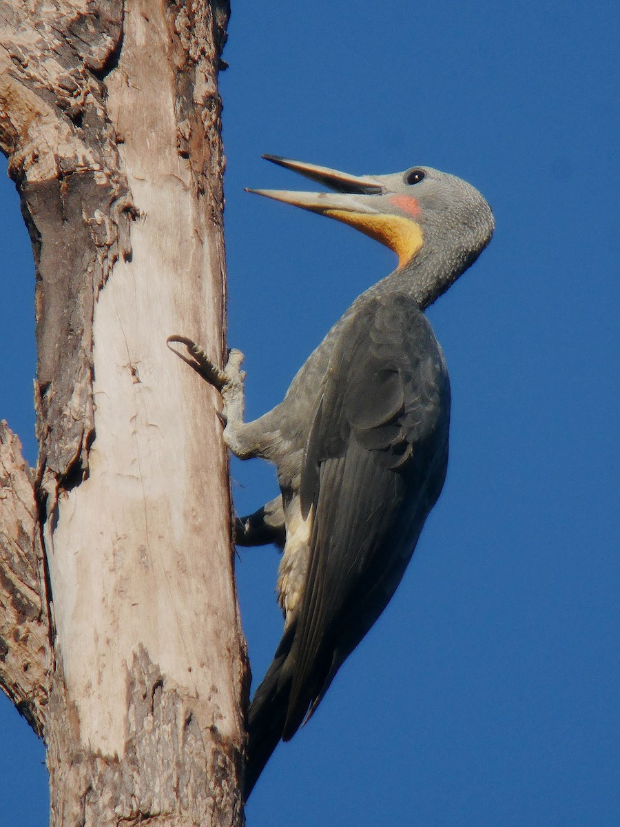 Great Slaty Woodpecker - ML56741231