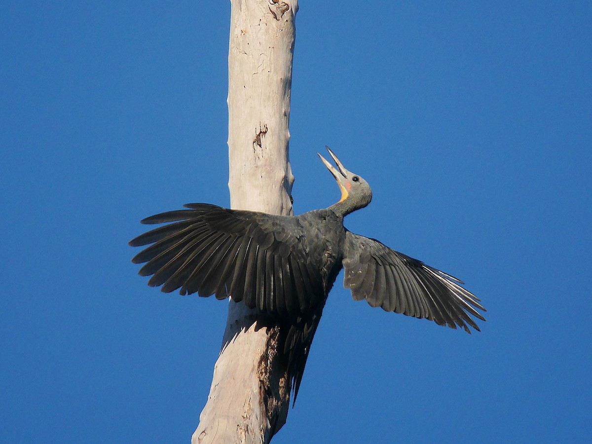 Great Slaty Woodpecker - ML56741281