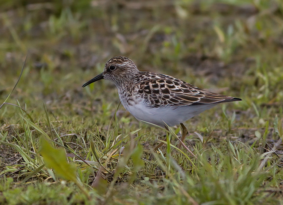 Least Sandpiper - John Gluth