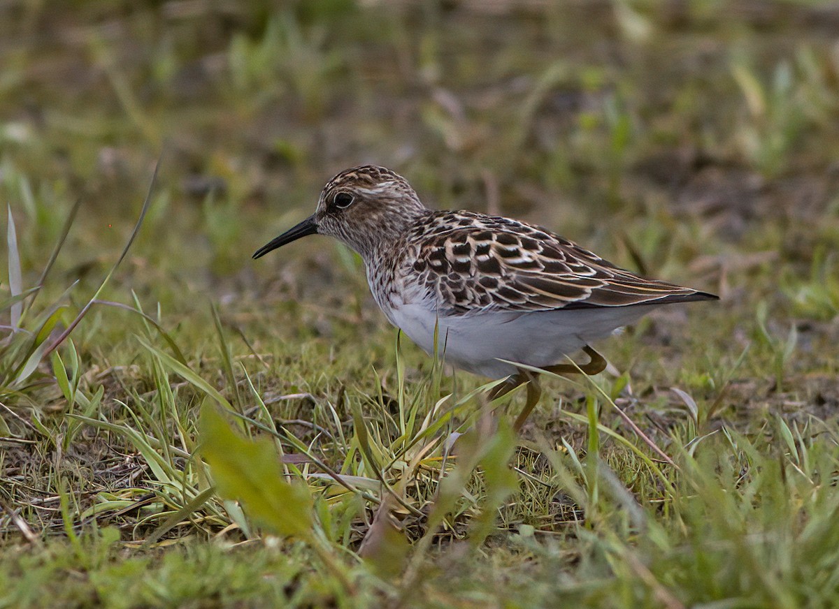 Least Sandpiper - John Gluth