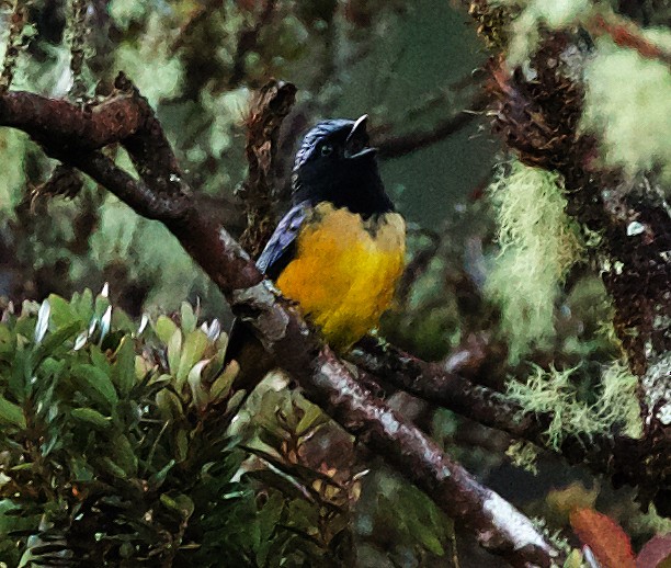 Buff-breasted Mountain Tanager - ML567414121