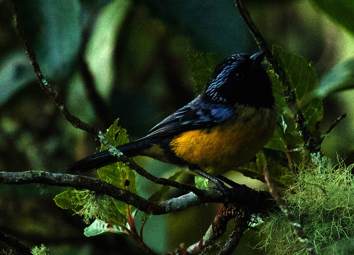 Buff-breasted Mountain Tanager - ML567414131