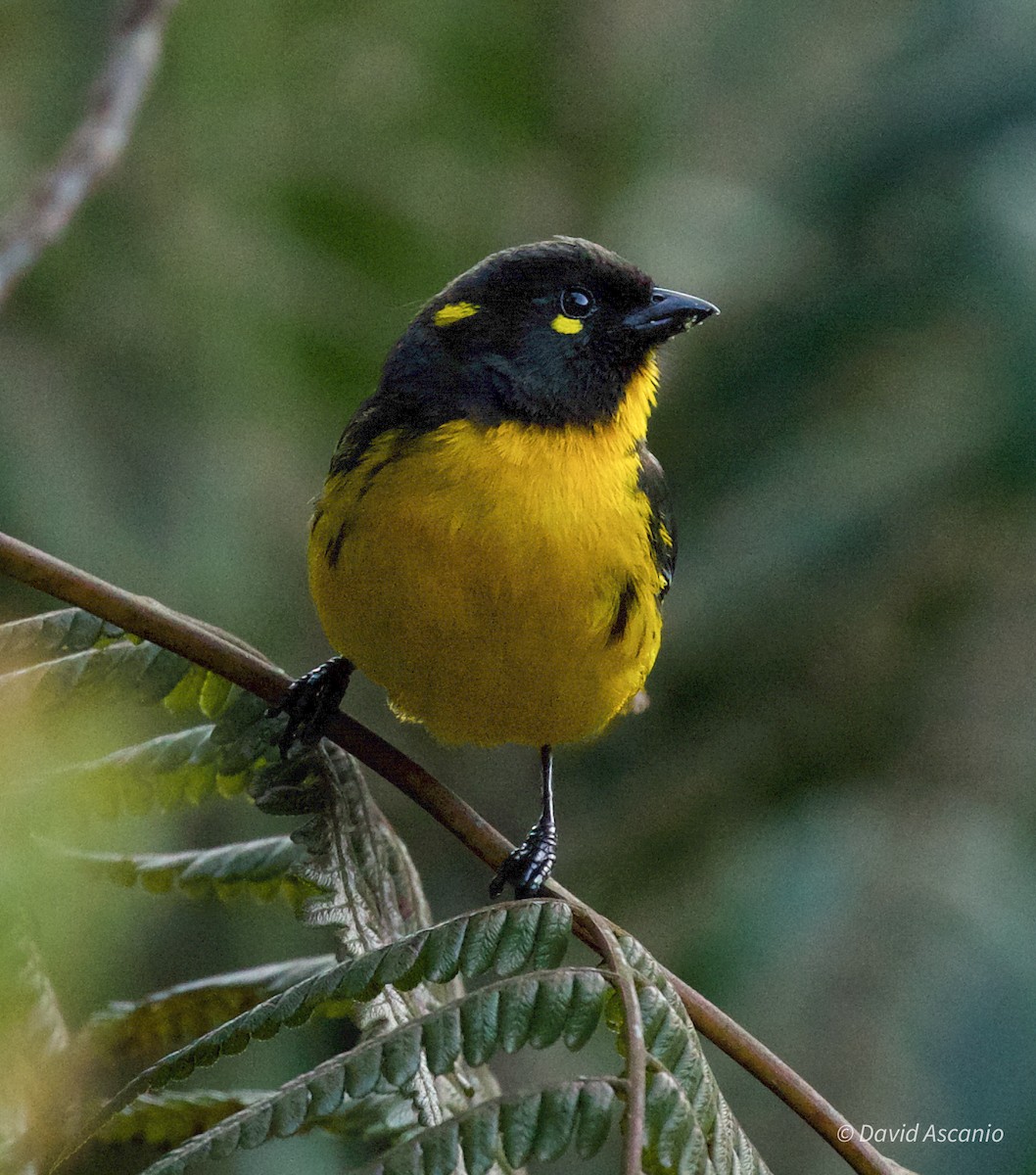 Lacrimose Mountain Tanager - ML567414581