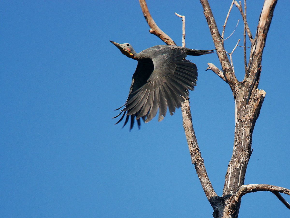 Great Slaty Woodpecker - ML56741461