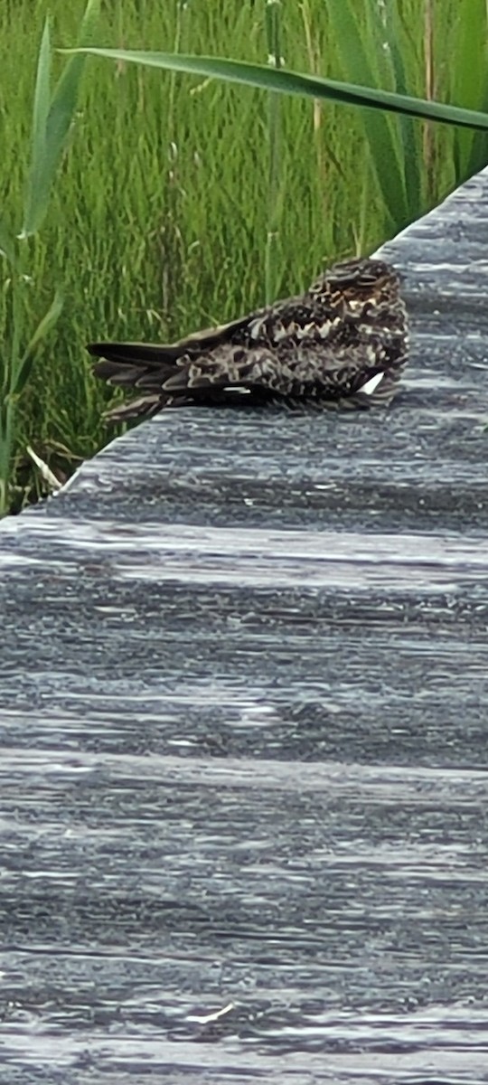 Common Nighthawk - ML567417571