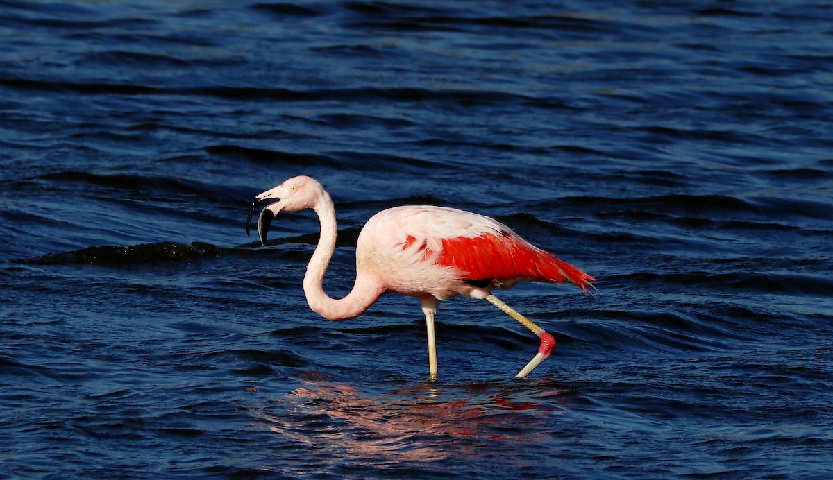 Şili Flamingosu - ML567417651