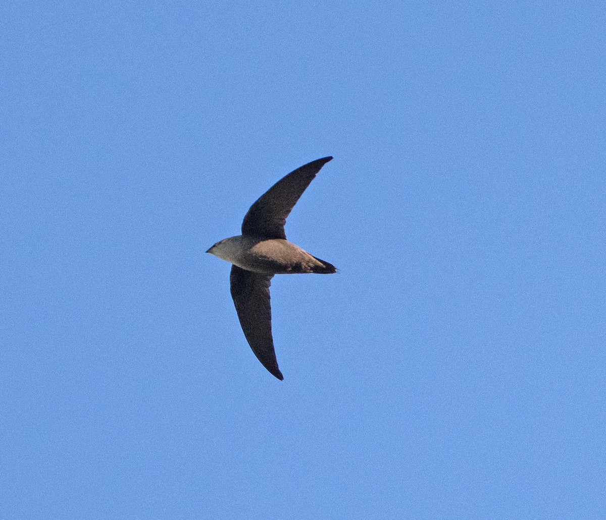 Chimney Swift - ML567417661