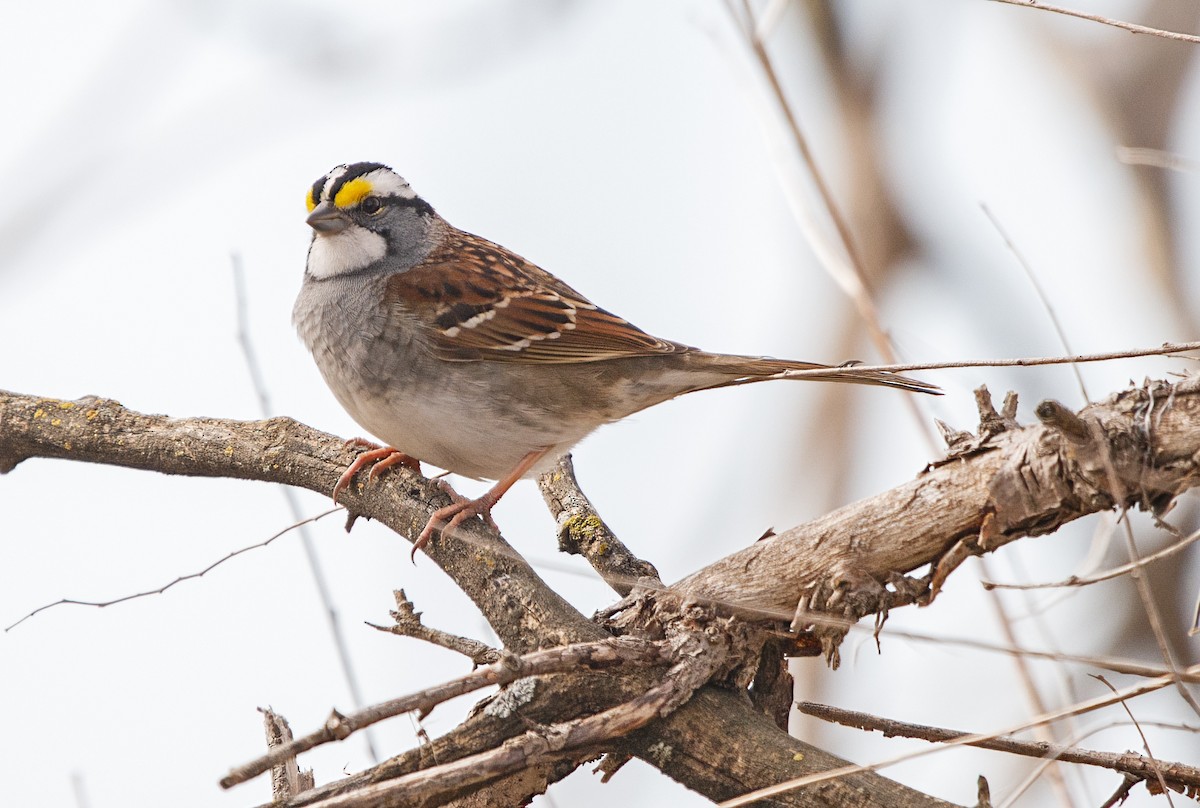 White-throated Sparrow - ML567417861