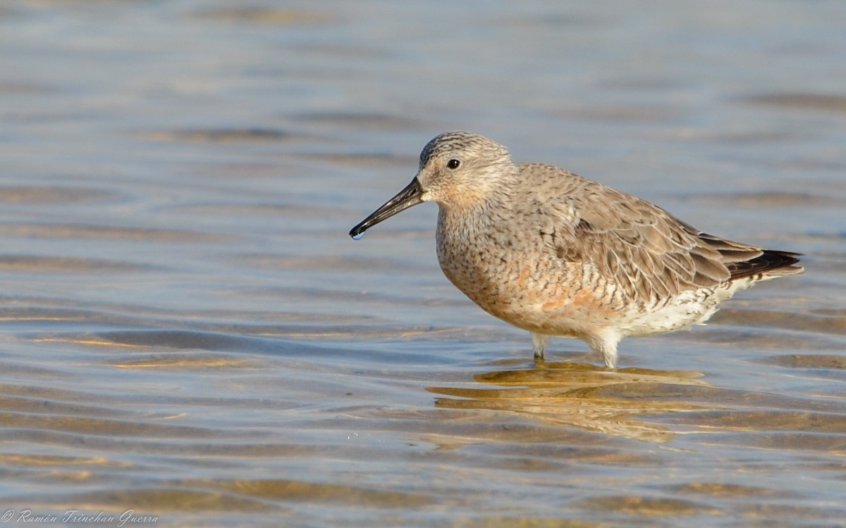 Red Knot - ML567418551