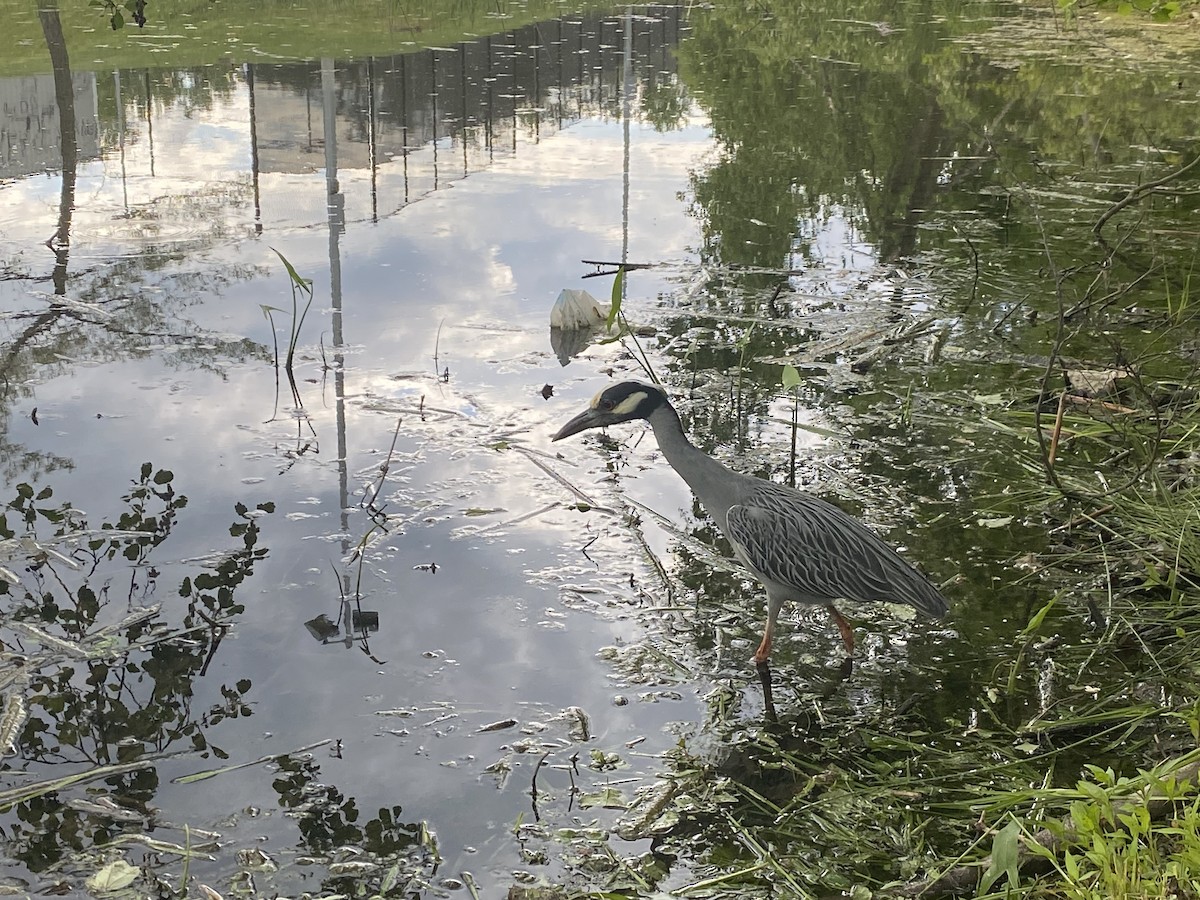 Yellow-crowned Night Heron - ML567418591